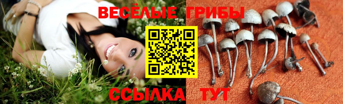Псилоцибиновые грибы прущие грибы Анапа